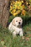 LABRADOR 311